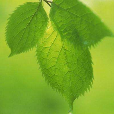 乐鱼APP官方登录入口leyu