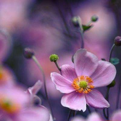 加拿大pc试玩平台下载手机版